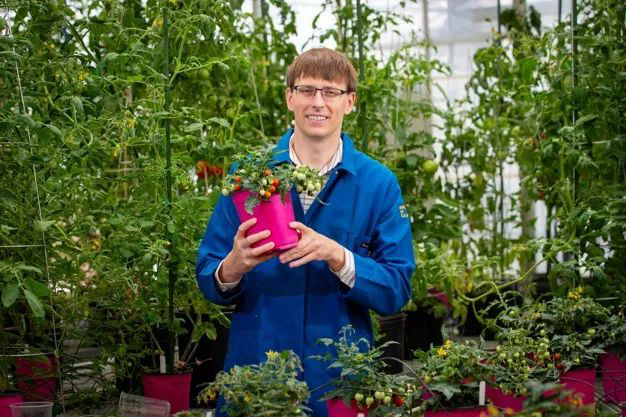 Die ersten im Weltraum angebauten Tomaten werden voraussichtlich Anfang 2025 geerntet