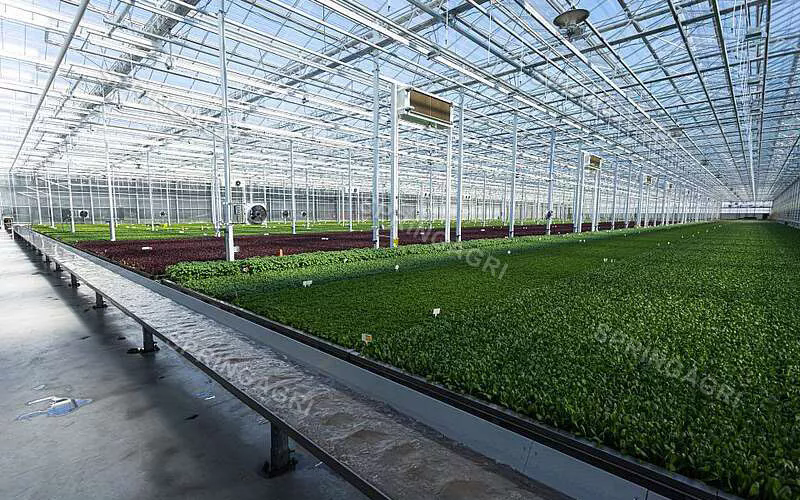Gewächshauslösung: Ein nachhaltiger Ansatz für die Landwirtschaft