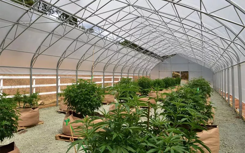 Medizinischer Cannabis-Film Greenhouse: Ein Game-Changer in der Branche