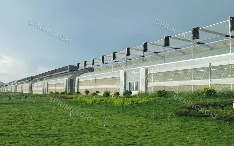 Großes, kostengünstiges Multispan-Gemüsegewächshaus aus Kunststoff