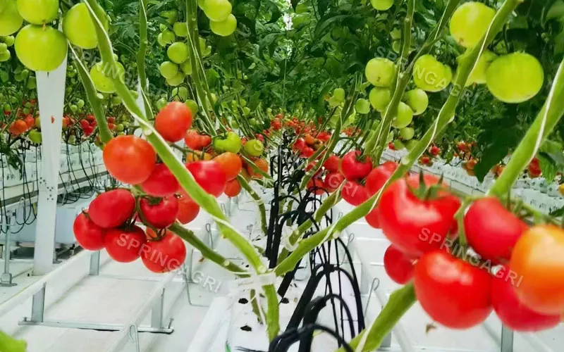 Multispan-Kunststoff-Tomatengewächshaus
