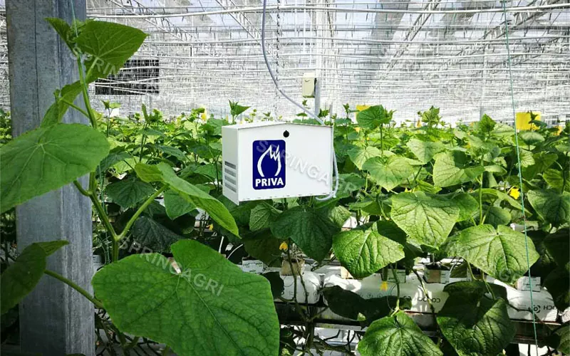 Intelligente, maßgeschneiderte Gewächshauslösung für die Landwirtschaft